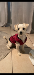 Lost Male Dog last seen La mirada and Colima, Whittier, CA 90604
