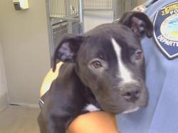 Shelter Stray Female Dog last seen GREENBACK/, 3839 Bradshaw Rd, Sacramento, CA 95827, USA