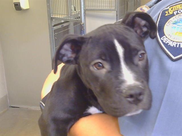 Shelter Stray Female Dog last seen GREENBACK/, 3839 Bradshaw Rd, Sacramento, CA 95827, USA