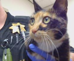 Shelter Stray Female Cat last seen 9TH ST/OAK LN, 95673, 3839 Bradshaw Rd, Sacramento, CA 95827, USA