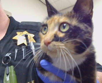 Shelter Stray Female Cat last seen 9TH ST/OAK LN, 95673, 3839 Bradshaw Rd, Sacramento, CA 95827, USA
