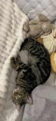 Lost Male Cat last seen chapman road, Fulwood, England PR2 8NX