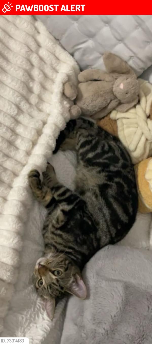 Lost Male Cat last seen chapman road, Fulwood, England PR2 8NX