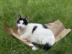 Lost Male Cat last seen Intersection of Dan’s Way & Bella Way, Athens, GA 30606