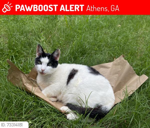 Lost Male Cat last seen Intersection of Dan’s Way & Bella Way, Athens, GA 30606