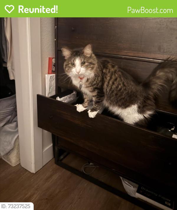 Reunited Female Cat last seen Near W 11th Ave, Denver, CO 80204, USA, Denver, CO 80204