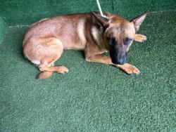 Shelter Stray Male Dog last seen , 5210 W Ave I, Lancaster, CA 93536, USA