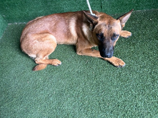Shelter Stray Male Dog last seen , 5210 W Ave I, Lancaster, CA 93536, USA