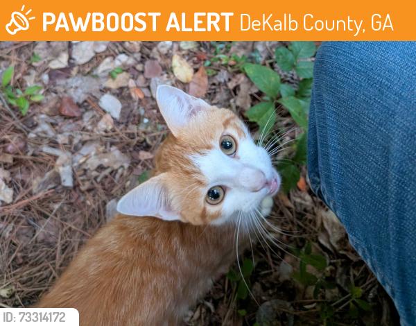 Found/Stray Unknown Cat last seen Maid Marion Lane & Sherwood Circle, DeKalb County, GA 30087