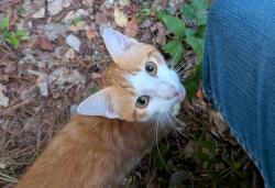 Found/Stray Unknown Cat last seen Maid Marion Lane & Sherwood Circle, DeKalb County, GA 30087