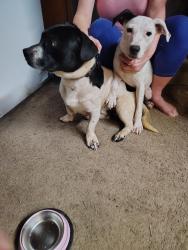 Found/Stray Unknown Dog last seen Cypress Lake, Gray's Creek, NC 28348