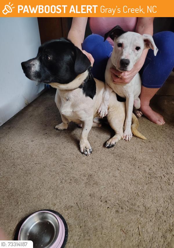 Found/Stray Unknown Dog last seen Cypress Lake, Gray's Creek, NC 28348
