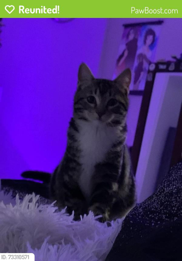 Reunited Male Cat last seen Near N Gem St, Tulare, CA 93274, USA, Tulare, CA 93274