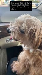 Found/Stray Unknown Dog last seen Torrey Pines/cheyanne/alexander, Enterprise, NV 89139