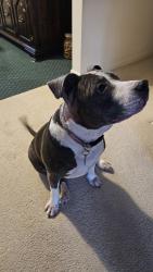 Reunited Female Dog last seen Schuur & Mapleview, Portage, MI 49024