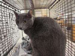 Shelter Stray Female Cat last seen , 957 N Gaffey St, San Pedro, CA 90731, USA