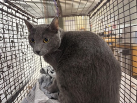 Shelter Stray Female Cat last seen , 957 N Gaffey St, San Pedro, CA 90731, USA