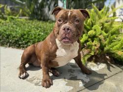 Shelter Stray Female Dog last seen , 957 N Gaffey St, San Pedro, CA 90731, USA