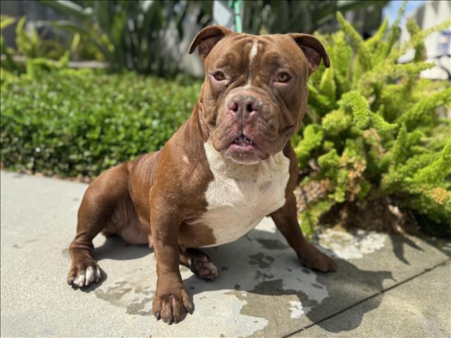 Shelter Stray Female Dog last seen , 957 N Gaffey St, San Pedro, CA 90731, USA