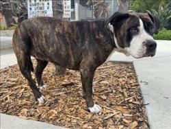 Shelter Stray Female Dog last seen , 957 N Gaffey St, San Pedro, CA 90731, USA
