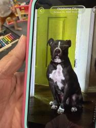 Reunited Male Dog last seen SW 112th and Grand OKC, Oklahoma City, OK 73116