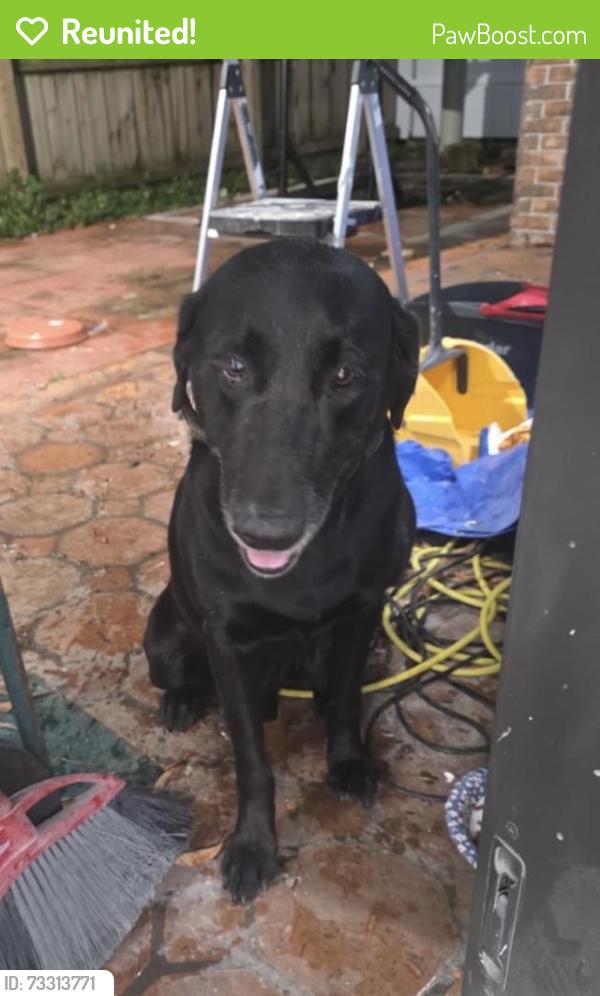 Reunited Unknown Dog last seen Near SW 56th St, Miami, FL 33185, USA, Miami, FL 33185