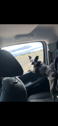Reunited Male Dog last seen I25 near traditions, Algodones, NM 87001