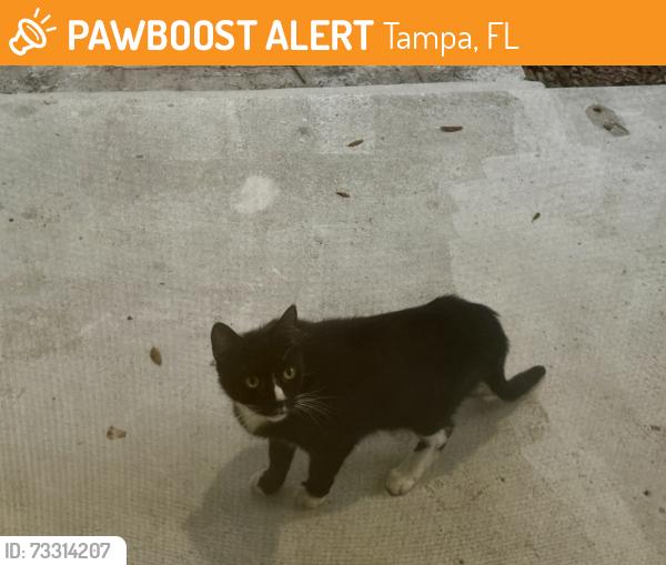 Found/Stray Unknown Cat last seen E Henry Ave and N 18th St, Tampa, FL 33610