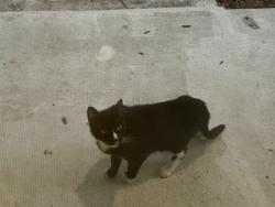 Found/Stray Unknown Cat last seen E Henry Ave and N 18th St, Tampa, FL 33610
