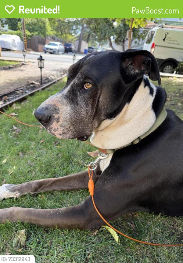 Reunited Male Dog last seen Clayton Road, Concord, CA 94519