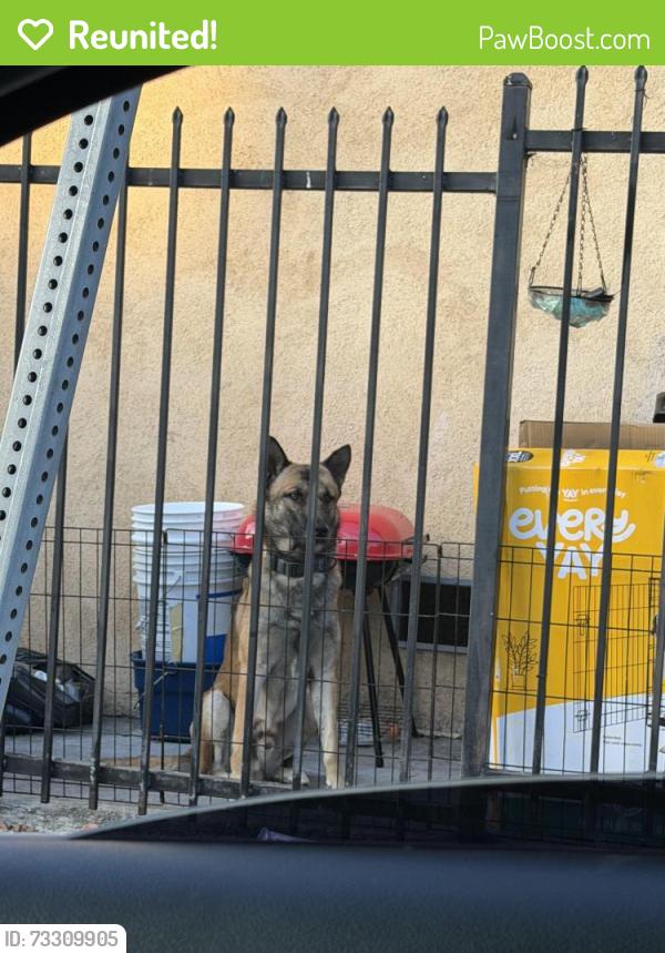 Reunited Male Dog last seen Cummings st, Los Angeles, CA 90033