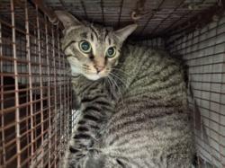 Shelter Stray Female Cat last seen , 1850 W 60th St, Los Angeles, CA 90047, USA