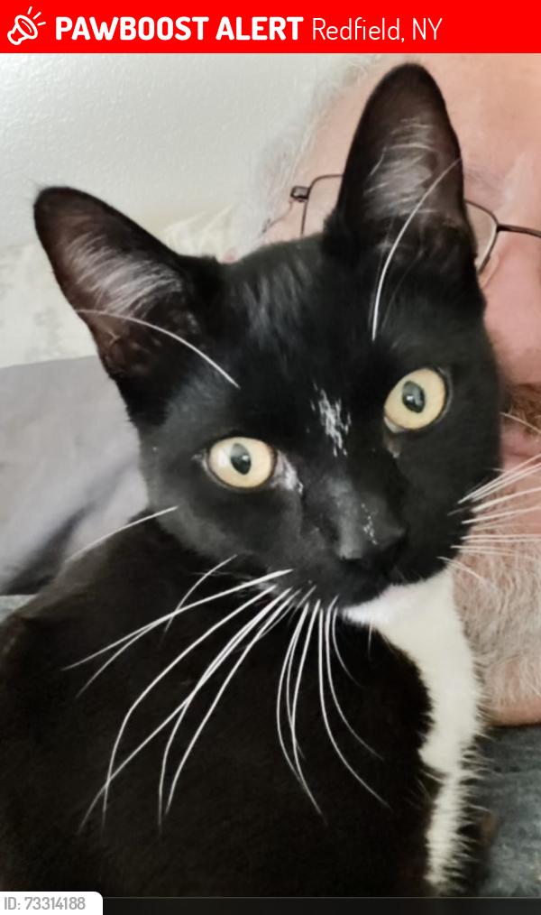 Lost Male Cat last seen Maple Ridge Rd. A dead end off Rt. 17, Redfield, NY 13437