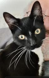 Lost Male Cat last seen Maple Ridge Rd. A dead end off Rt. 17, Redfield, NY 13437