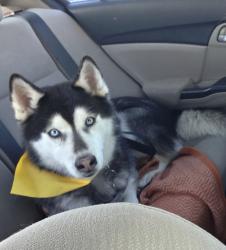 Reunited Male Dog last seen Oden dr and Alameda Ave, Socorro, TX 79927