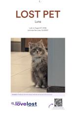 Reunited Female Cat last seen Alum Rock, San Jose, CA 95127