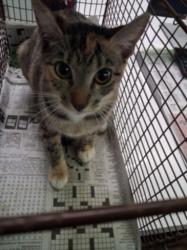 Shelter Stray Female Cat last seen , 1850 W 60th St, Los Angeles, CA 90047, USA