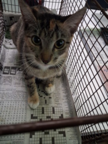 Shelter Stray Female Cat last seen , 1850 W 60th St, Los Angeles, CA 90047, USA