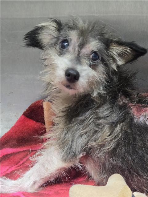 Shelter Stray Male Dog last seen , 1850 W 60th St, Los Angeles, CA 90047, USA
