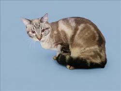 Shelter Stray Male Cat last seen , 1850 W 60th St, Los Angeles, CA 90047, USA