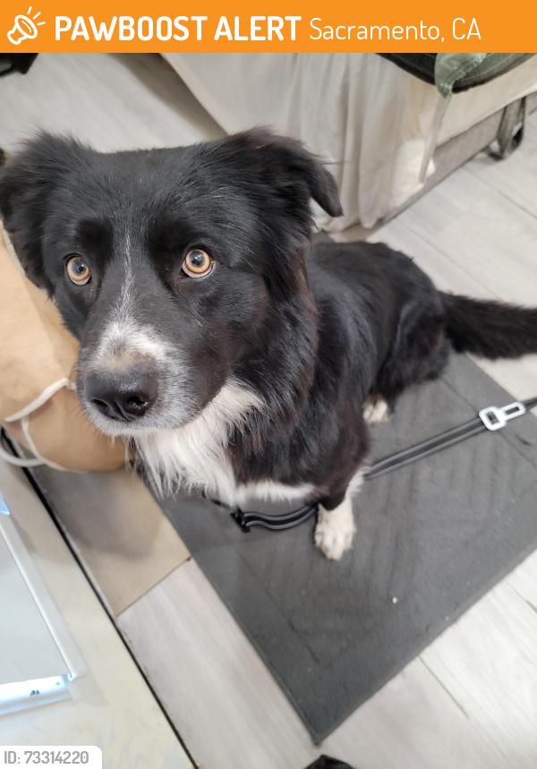 Found/Stray Male Dog last seen 36th and 21st, Sacramento, CA 95820