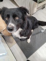 Found/Stray Male Dog last seen 36th and 21st, Sacramento, CA 95820