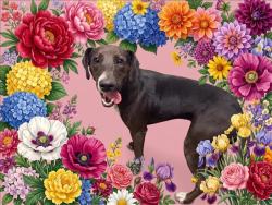 Shelter Stray Female Dog last seen , 1850 W 60th St, Los Angeles, CA 90047, USA