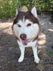 Shelter Stray Male Dog last seen Near BLOCK GRIFFIN RD, DANIA BEACH, FL 33004, 2400 SW 42nd St, Fort Lauderdale, FL 33312, USA