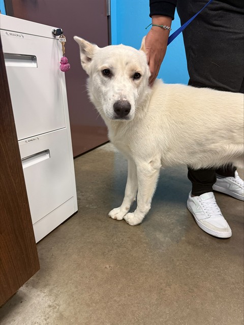 Shelter Stray Male Dog last seen VIA MESSINA DR BAKERSFIELD, 201 S Mt Vernon Ave, Bakersfield, CA 93307, USA