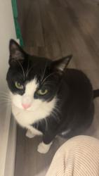 Reunited Female Cat last seen Seabrook, Dana Point, CA 92629