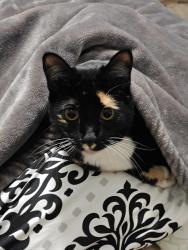 Reunited Female Cat last seen Canterbury Dr, Sterling Heights, MI 48312