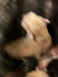 Shelter Stray Unknown Cat last seen Near BLOCK WEST 3500 SOUTH, 4522 W 3500 S, West Valley City, UT 84120, USA