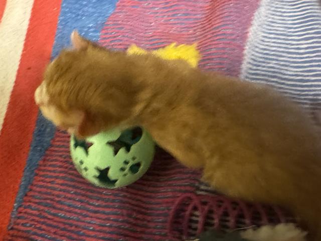 Shelter Stray Unknown Cat last seen Near BLOCK WEST 3500 SOUTH, 4522 W 3500 S, West Valley City, UT 84120, USA