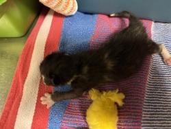 Shelter Stray Female Cat last seen Near BLOCK WEST 3500 SOUTH, 4522 W 3500 S, West Valley City, UT 84120, USA
